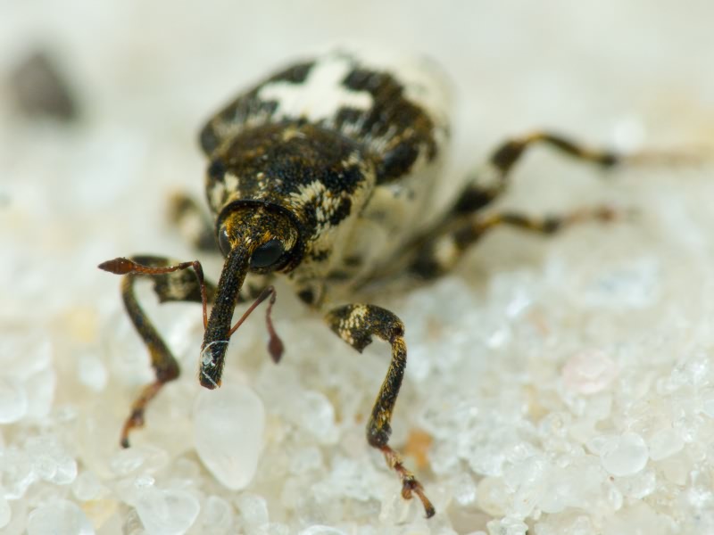 Mogulones dimidiatus Frivaldszky, 1865